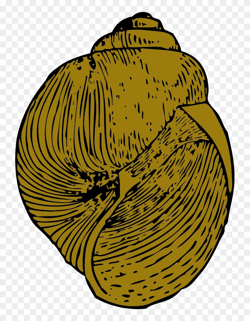 Similar Clip Art - Gastropod Shell #237584