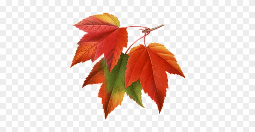 Autumn Leaves - Maple Leaves #238937