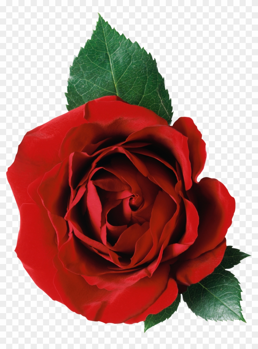Rose Png Image, Free Picture Download - Rose Png #239154