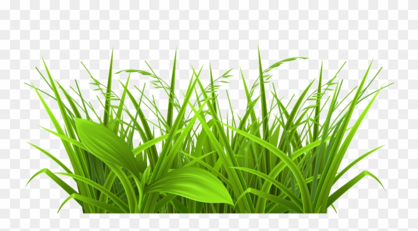 Free Download Grass Images Clip Art 6 Full Size - Physiological Efficiency For Crop Improvement #240142