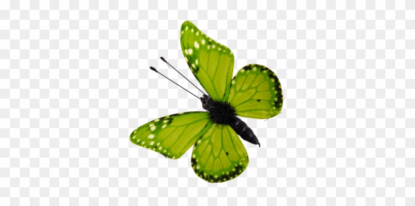 Schmetterlinge Magnet Und Clip Grün 6 Stück, 5 Cm - Green #240403