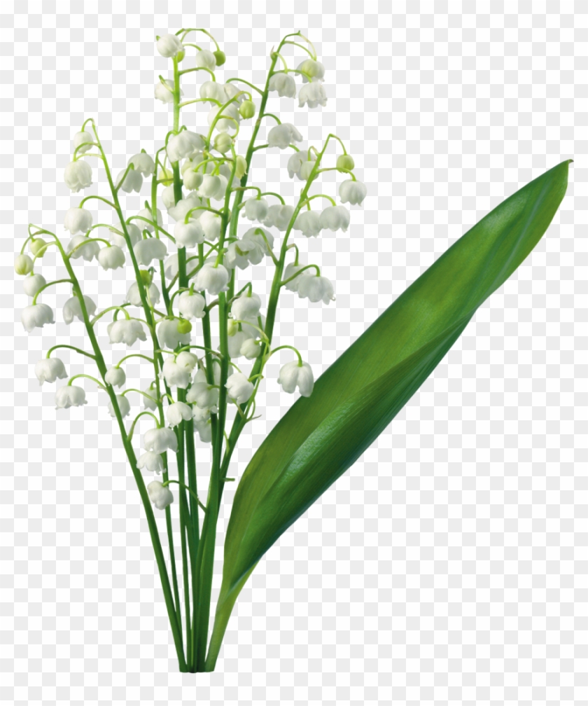 Transparent Lily Of The Valley - Lily Of The Valley Png #240695