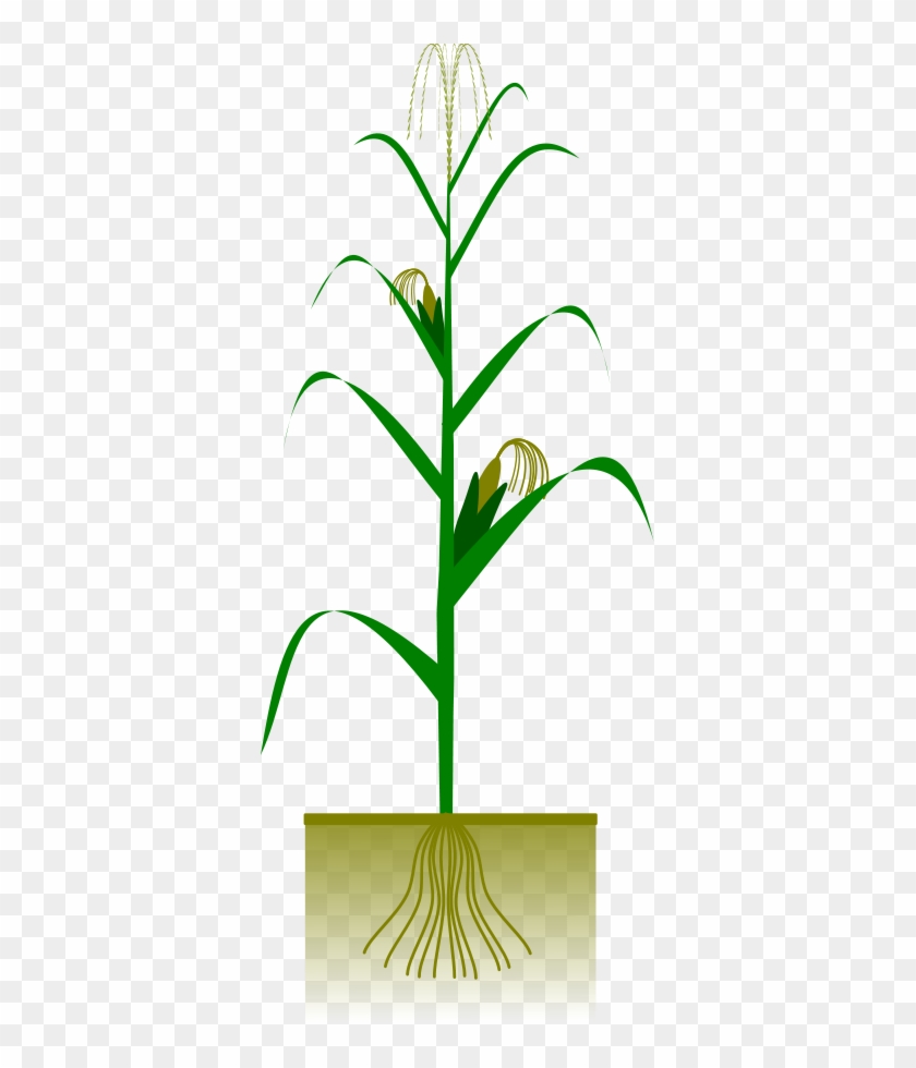 How To Set Use Maize Plant Svg Vector - Maize Plant #240727