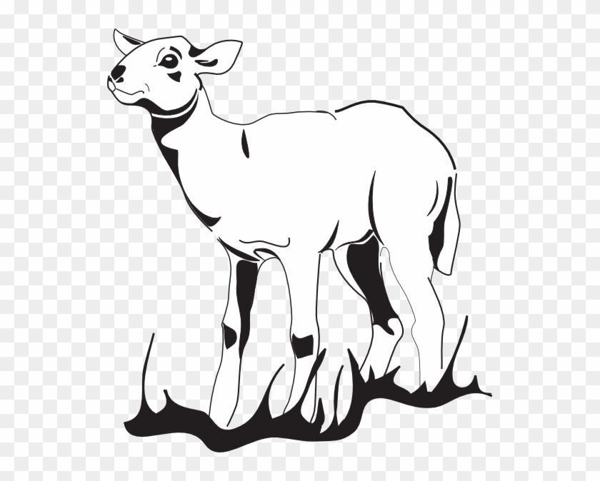 Lamb Tattoo Drawing Outline #240805