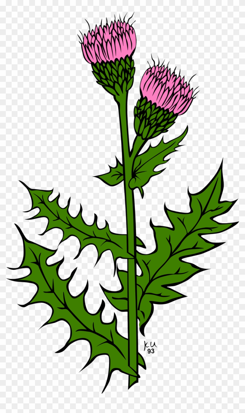 Plants - Thistle Clipart #240828