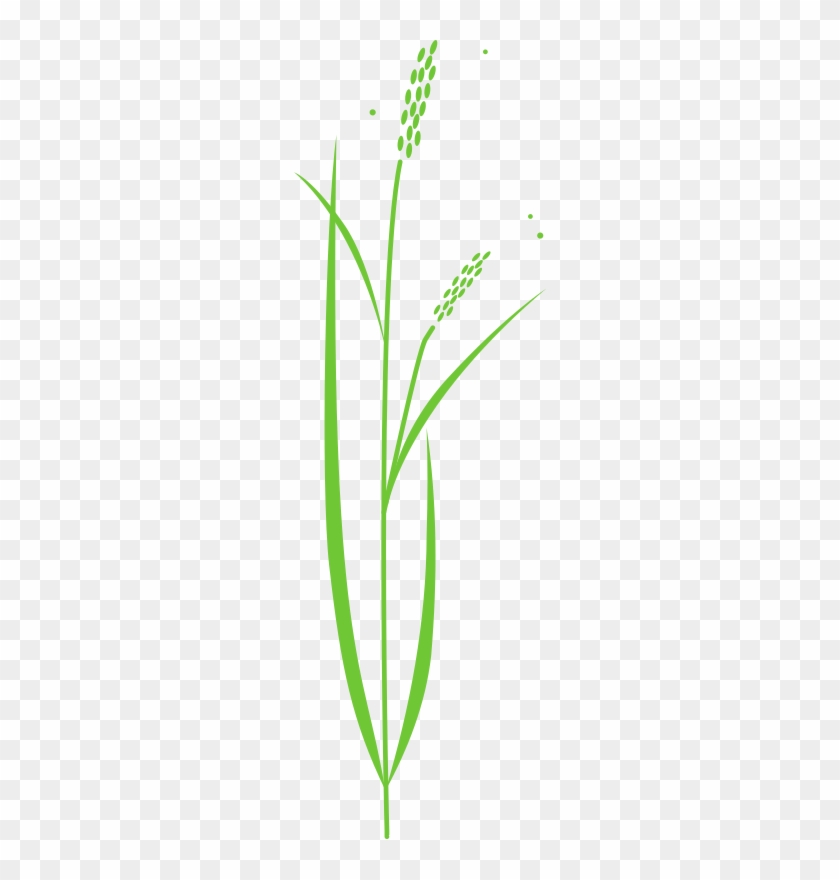 1 - Drawing Of Rice Plant #240845