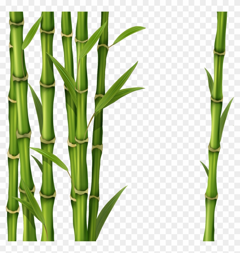 Bamboo Png Clipart Image 02 - Bamboo Png #240875