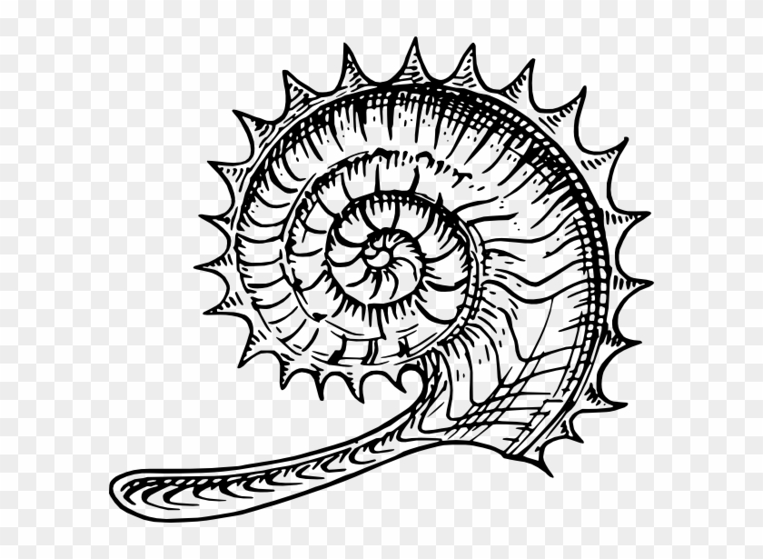 Free Vector Ammonite Clip Art - Ammonites Clip Art #240995