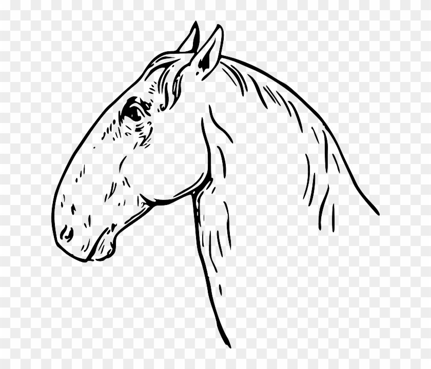 Head, Horse, Ram, Type, Headed, Equine, Mane, Types - Horse Head Drawing Mugs #241015
