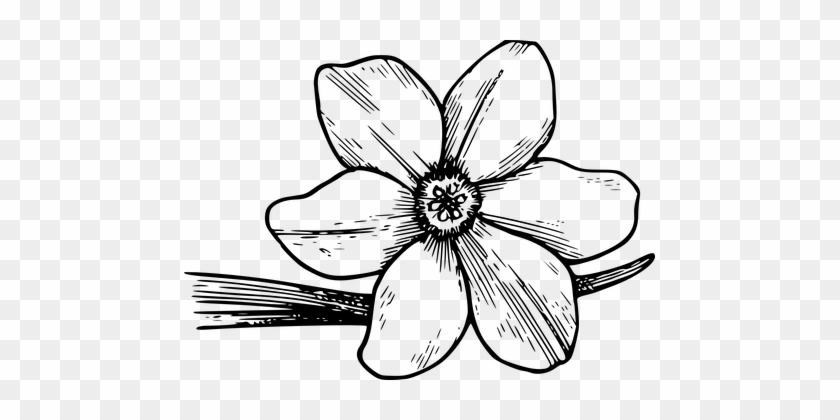 Flower Bloom Dogwood Petals Corolla Pollen - Violet Flower Coloring Page #241057