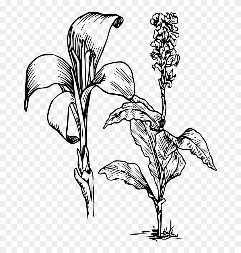 Clipart - Canna - Canna Lily Plant In Drawing #241120