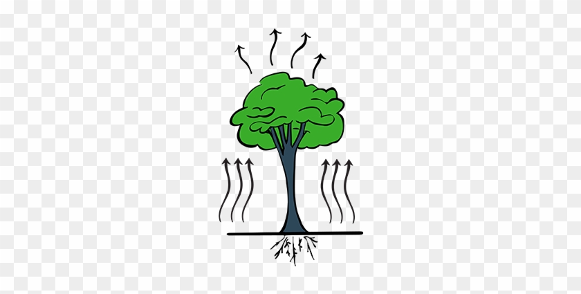 When The Tree Gives Off Vapor Through Evapotranspiration - When The Tree Gives Off Vapor Through Evapotranspiration #1531710
