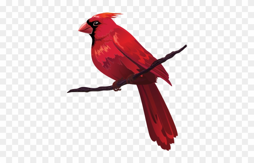 Cardinal Clipart Real Bird - Cardinal Clipart Real Bird #1532002