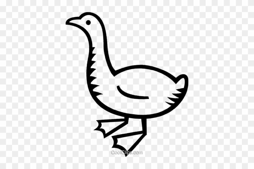Duck - Duck #1532828
