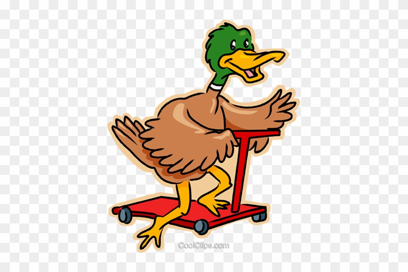 Duck - Duck #1532832