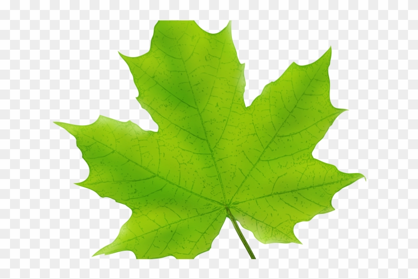 Maple Leaf Clipart Cool - Maple Leaf Clipart Cool #1533329