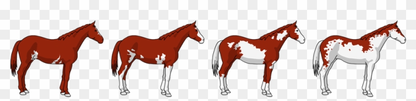 Colour Requirements Pinto And - Colour Requirements Pinto And #1533479