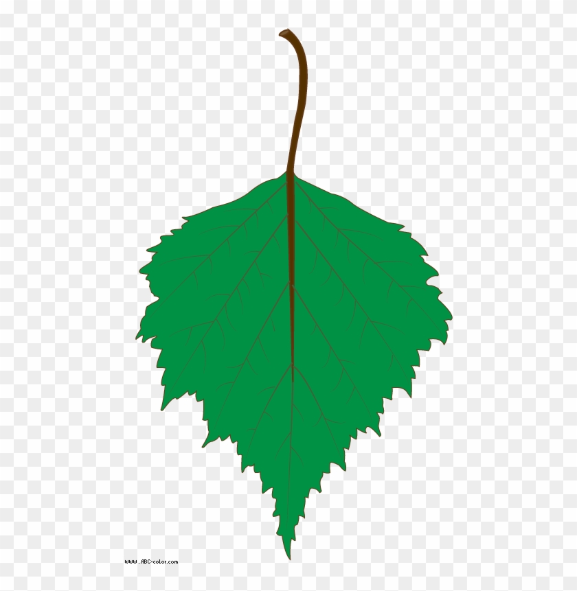 Birch Clipart Transparent - Birch Clipart Transparent #1533838