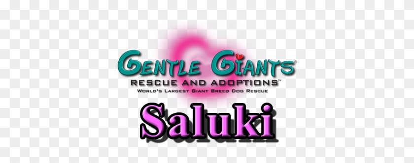 Greyhounds At Gentle Giants Rescue And Adoptions - Greyhounds At Gentle Giants Rescue And Adoptions #1534647