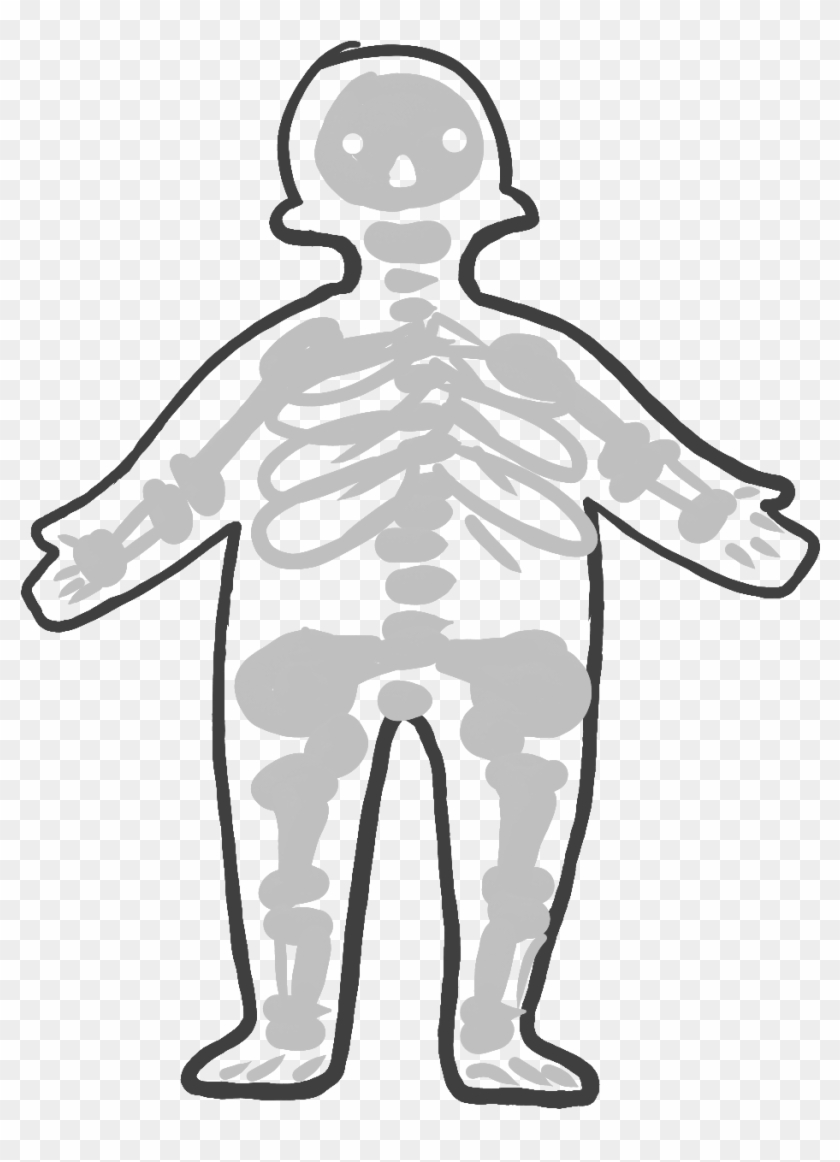 Skeletal System - Skeletal System #1535911