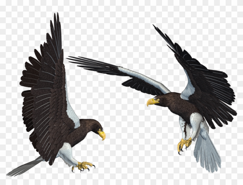 Bald Eagle Clip Art Png, Download Bald Eagle Png Transparent - Bald Eagle Clip Art Png, Download Bald Eagle Png Transparent #1536001