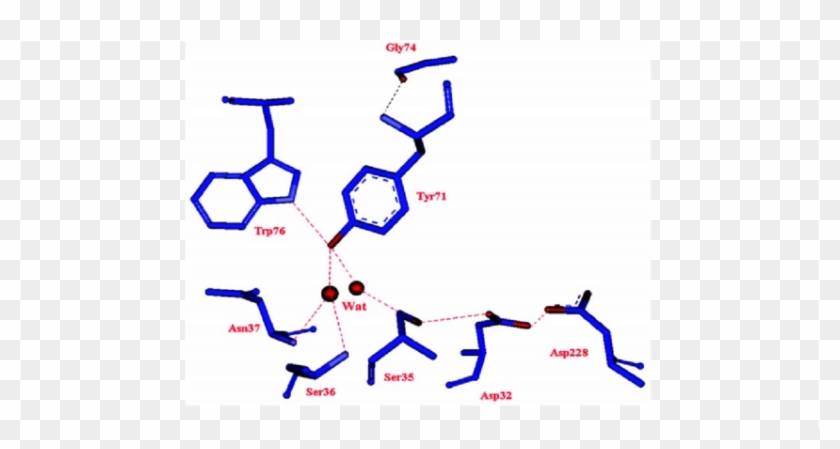 The Important Water Molecules Mediated Hydrogen-bonding - The Important Water Molecules Mediated Hydrogen-bonding #1536287