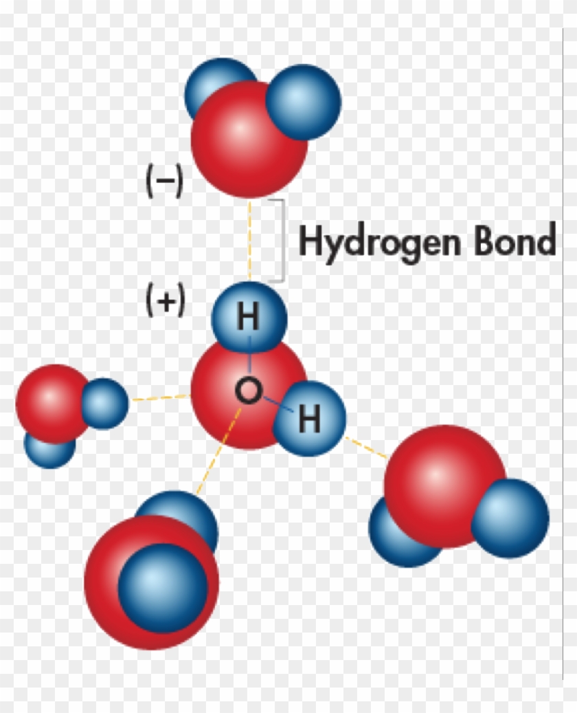 Hydrogen Bonding Is The Effect Of Water Molecules Attracted - Hydrogen Bonding Is The Effect Of Water Molecules Attracted #1536292