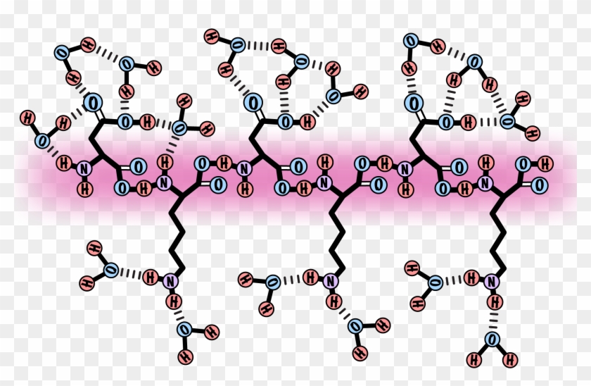 Schematic Of The Uptake Of Water Molecules By The Gelatin - Schematic Of The Uptake Of Water Molecules By The Gelatin #1536315