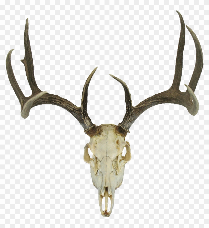 Deer Skull Drawing Earth - Deer Skull Drawing Earth #1536393