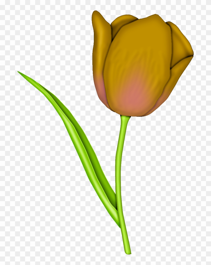 Tulip Transparent Translucent - Tulip Transparent Translucent #1536622