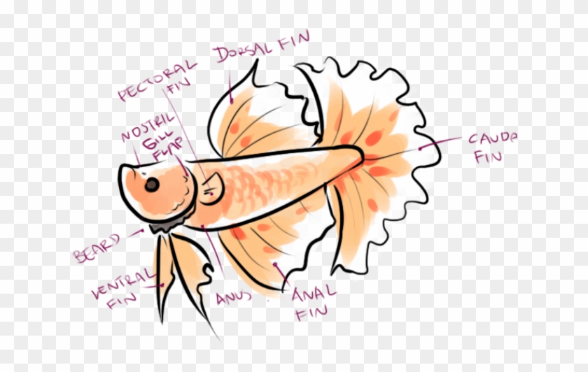 Tropical Fish Clipart Betta Fish - Tropical Fish Clipart Betta Fish #1537025