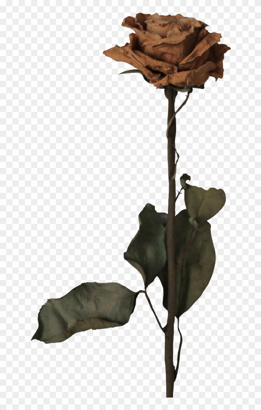 Rose Withered By Thy Darkest Clip Art Ⓒ - Rose Withered By Thy Darkest Clip Art Ⓒ #1538627