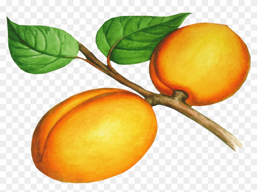 Fruit Clipart Peach - Fruit Clipart Peach #1539194