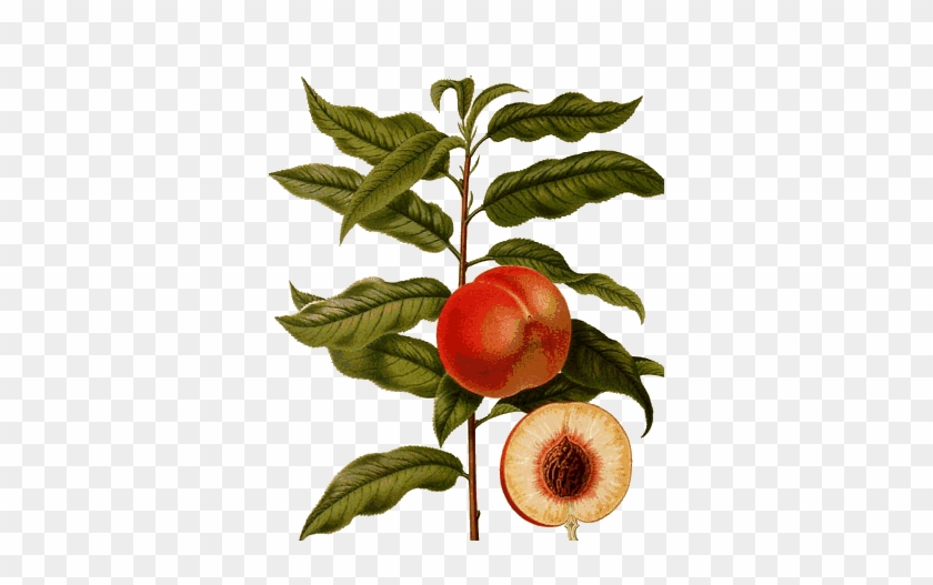 Peaches - Peaches #1539199
