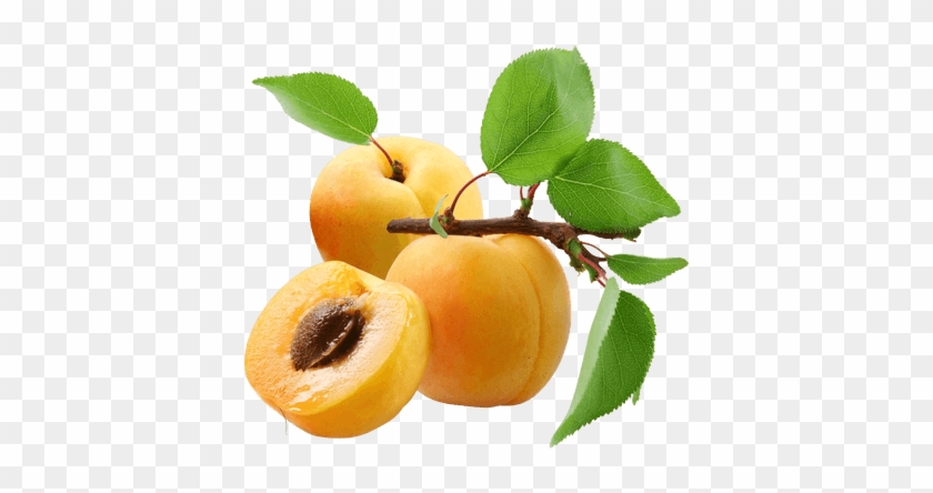 Vector Library Library Large Peach Png Stickpng Three - Vector Library Library Large Peach Png Stickpng Three #1539227