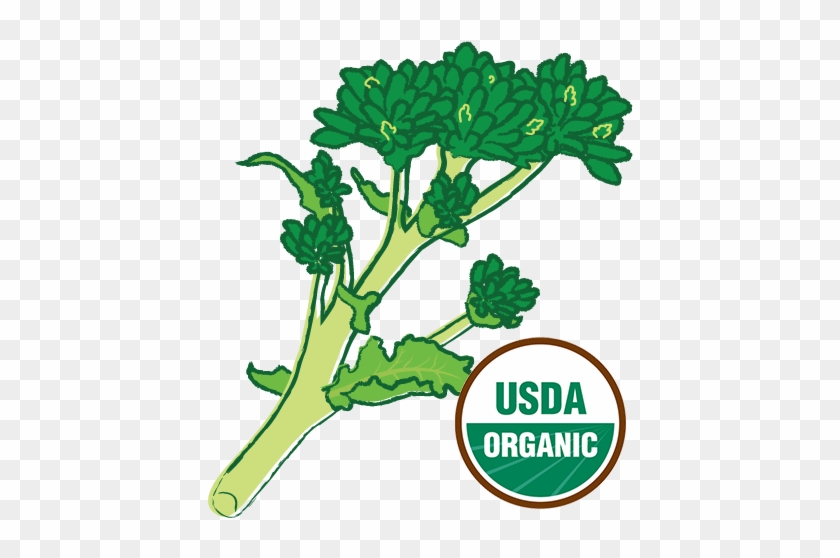 Organic Broccoli Raab - Organic Broccoli Raab #1540074