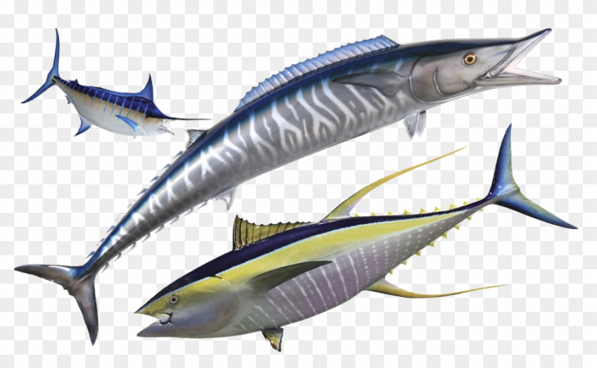 Fishing Mombasa Kenya With John Ken Rodwell - Fishing Mombasa Kenya With John Ken Rodwell #1541656