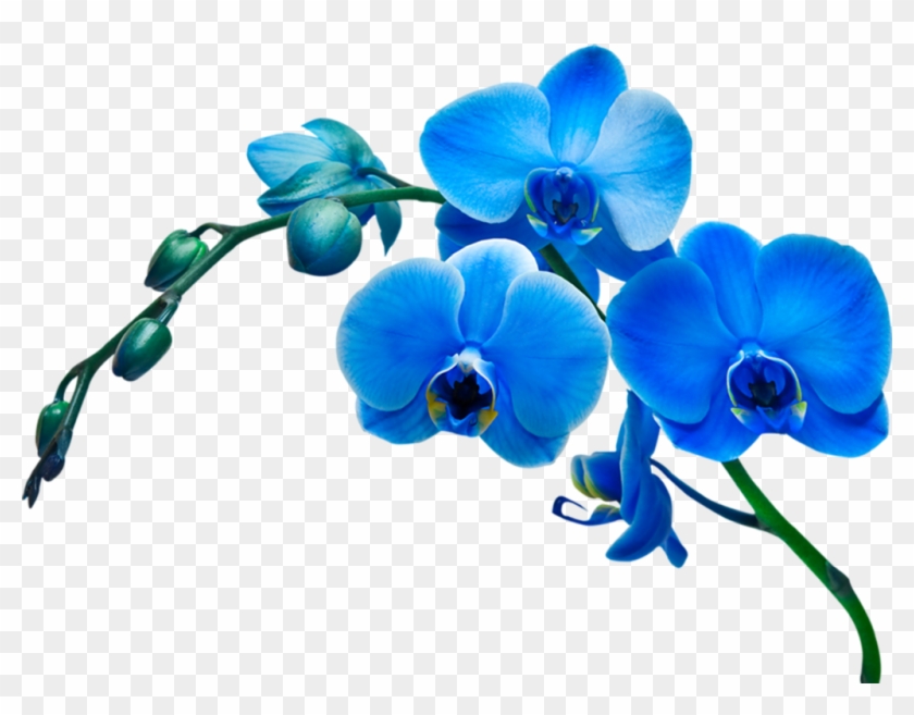 Фотки Blue Orchids, Blue Flowers, Orchid Flowers, Flower - Фотки Blue Orchids, Blue Flowers, Orchid Flowers, Flower #1541813