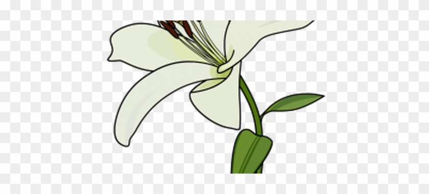 Drawing Lilies Simple - Drawing Lilies Simple #1542857