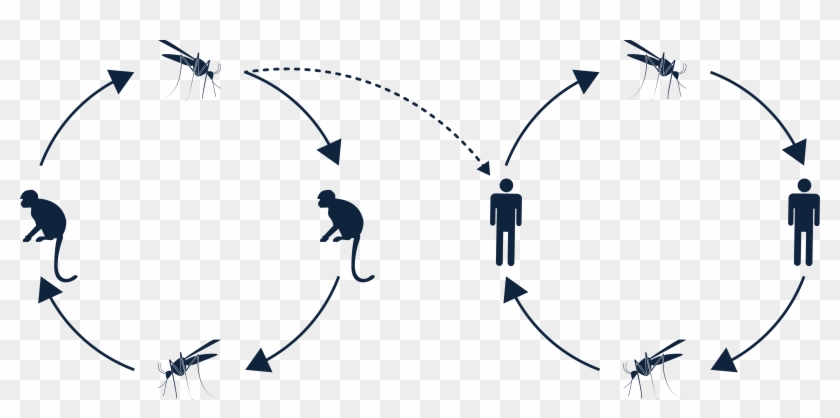 Fever Transmission Cycle - Fever Transmission Cycle #1543636