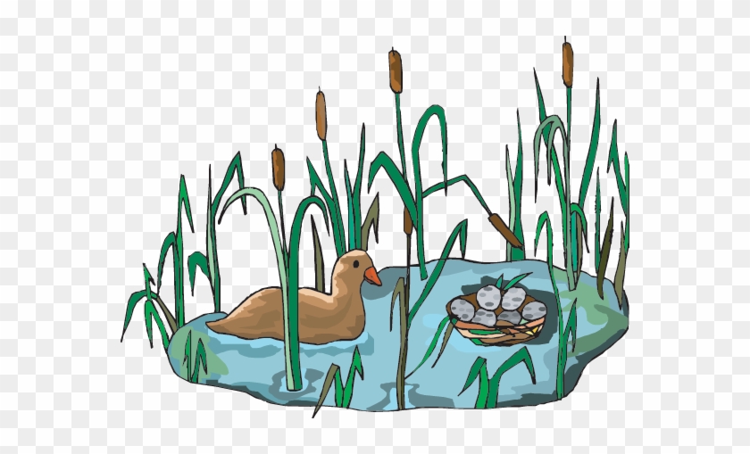 A Wetland Habitat - A Wetland Habitat #1543908