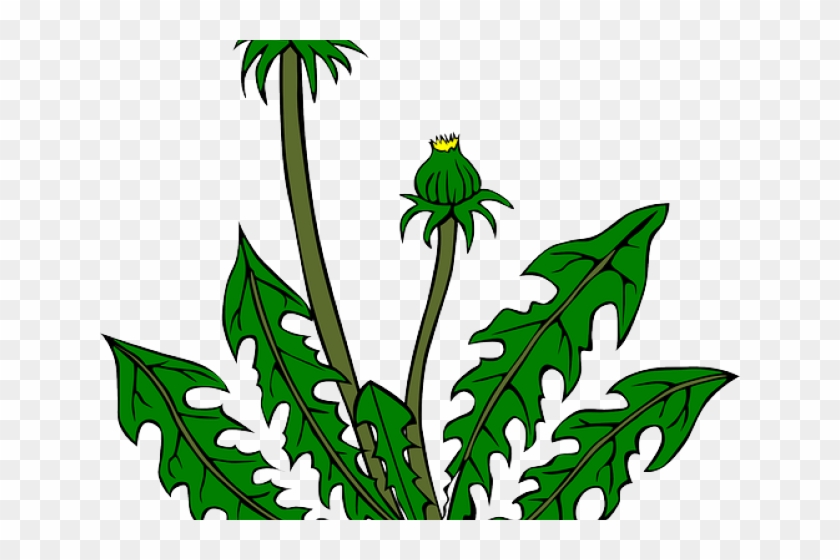 Weed Clipart Wild Plant - Weed Clipart Wild Plant #1544437