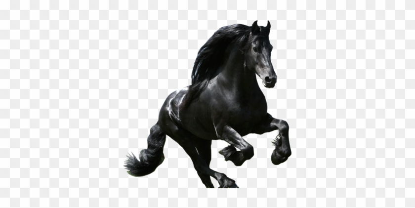 Horse Rider Transparent Image - Horse Rider Transparent Image #1545099