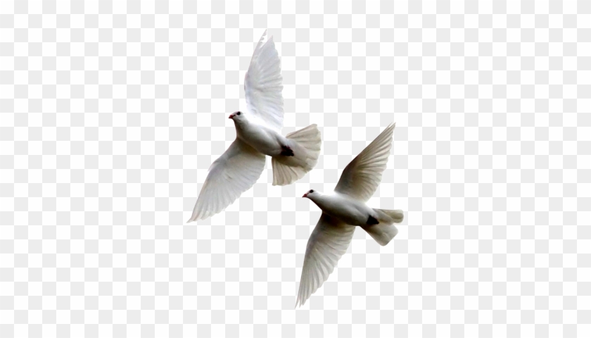White Dove Flying Png - White Dove Flying Png #1545116