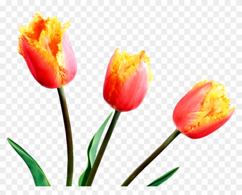 Spring Tulips Spring Flowers, Tulips, Clip Art, Tulips - Spring Tulips Spring Flowers, Tulips, Clip Art, Tulips #1545558