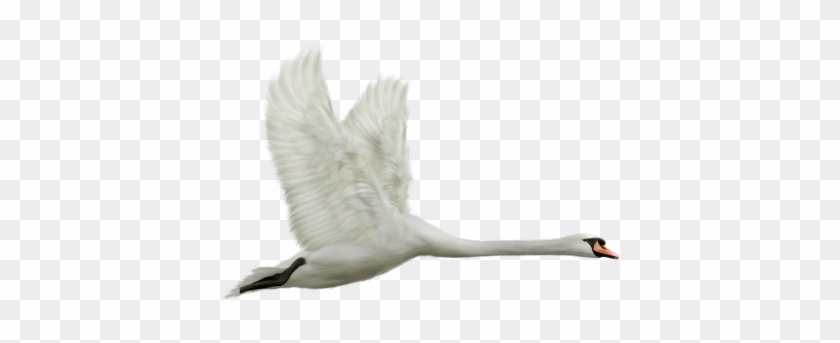 Flying Swan - Flying Swan #1546382