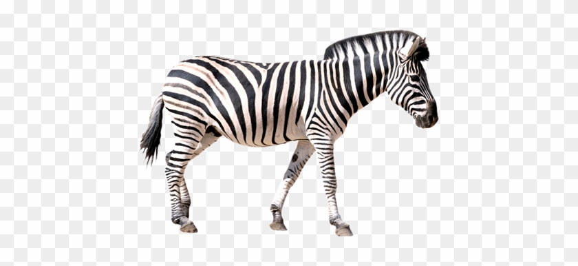 Welcome To Our Hand Picked Drawings Of Zebras Clipart - Welcome To Our Hand Picked Drawings Of Zebras Clipart #1547272