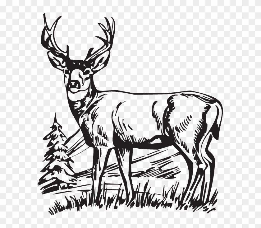 37 Best Deer drawing ideas  deer drawing deer animal drawings