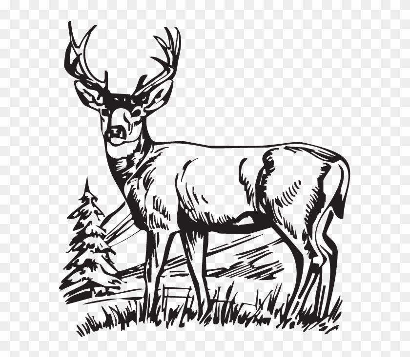 Hunting Deer Drawings Clipart White-tailed Deer Deer - Hunting Deer Drawings Clipart White-tailed Deer Deer #1547896