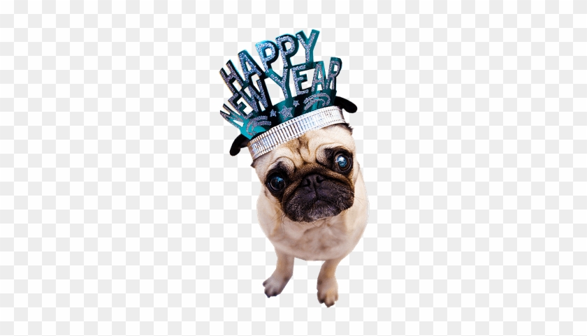 More Free Happy Puppy Png Images - More Free Happy Puppy Png Images #1547989